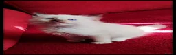 Ragdoll gatti in vendita: ragdoll con pedegree  a Provincia di Cremona - Annuncio 12