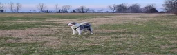 Border Collie cani per accoppiamento: Bellissimo Border con Pedigree per Accoppiamento a Provincia di Cremona - Annuncio 17