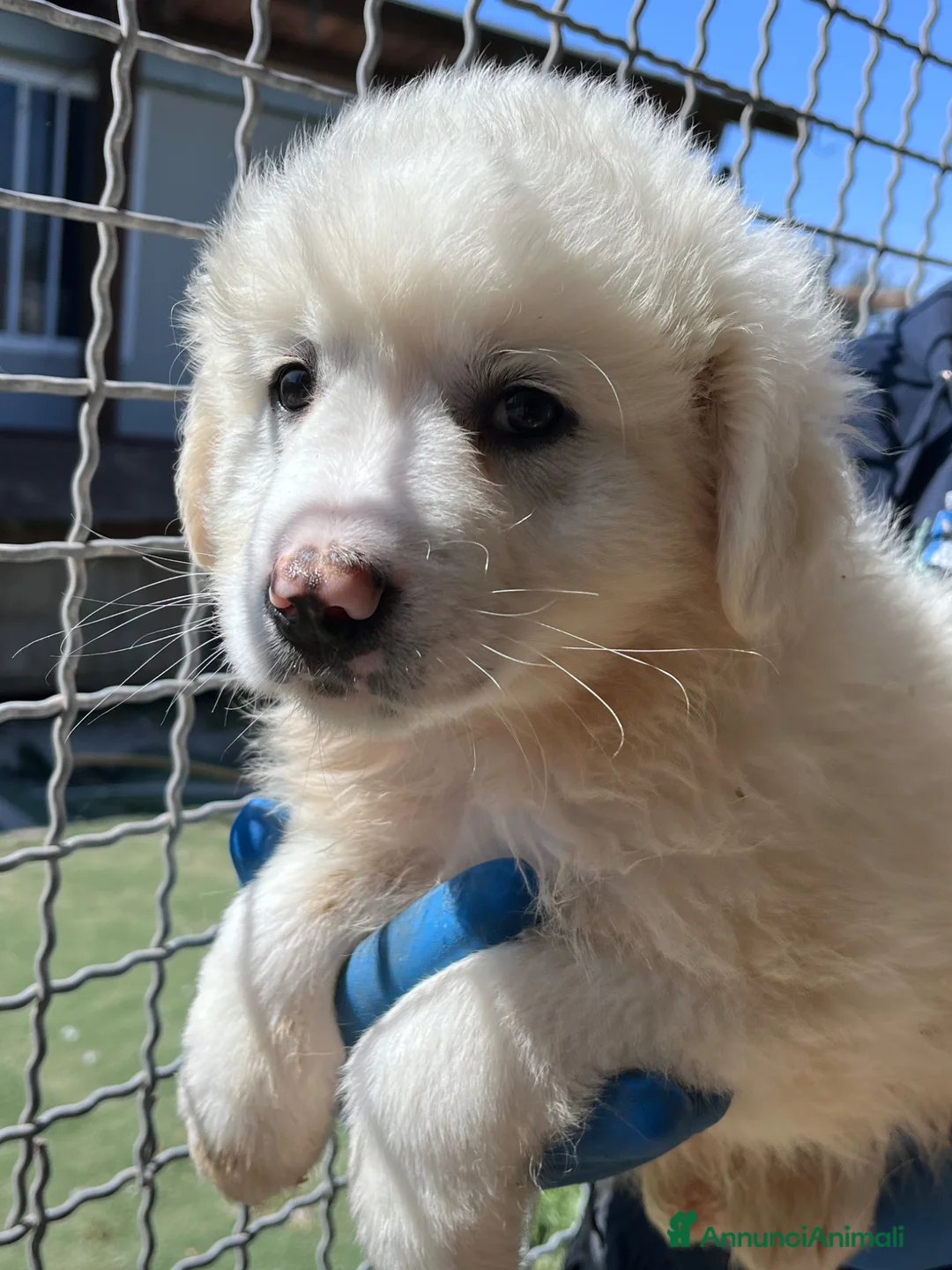 Pastore Maremmano cani in regalo: Cucciolo maremmano in canile a Provincia di Padova - Annuncio 2