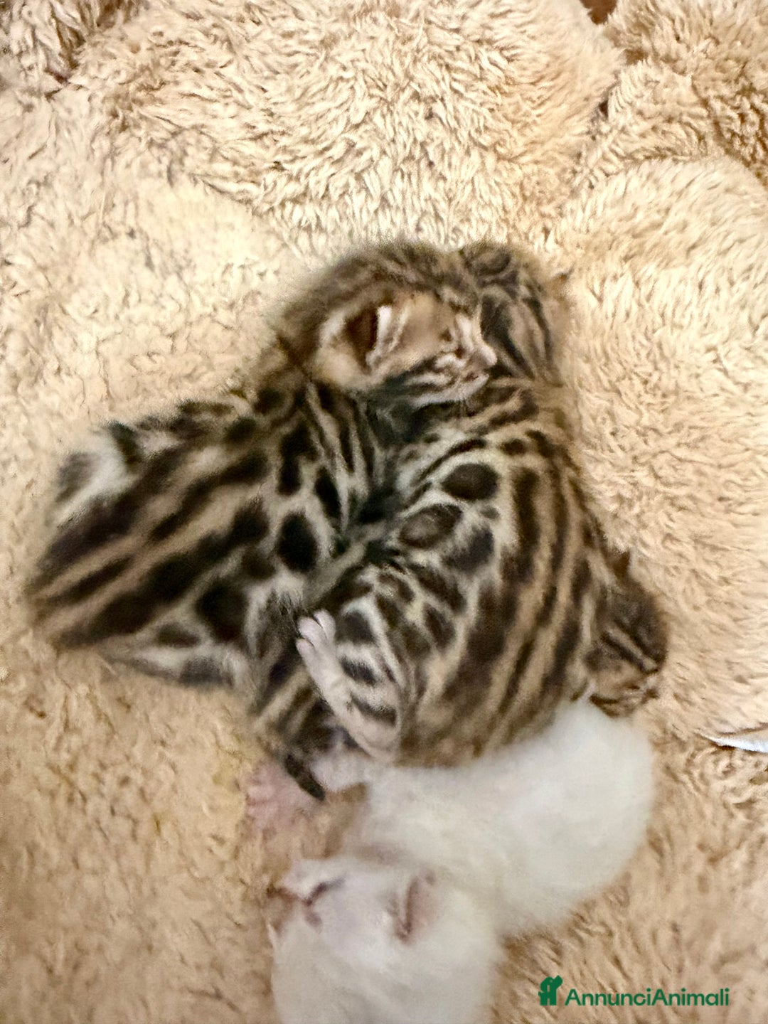 Bengala gatti in vendita: Gatto bengala  - Annuncio 5