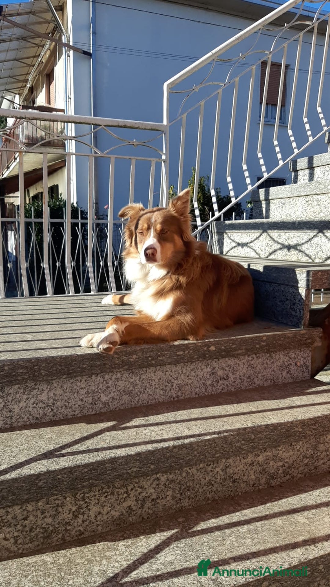 Australian Shepherd cani in vendita: Pastore Australiano Femmina 1 anno - Annuncio 2
