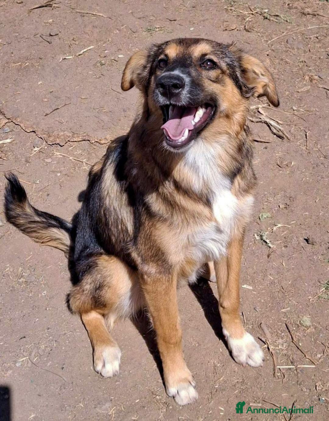 Meticcio cani in regalo: BRENDA 🩷 -cucciola dolcissima, affettuosa, solare - Annuncio 4