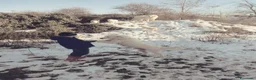 Pastore Abbruzzese Maremmano cani in vendita: Spettacolari cuccioli di Pastore Abruzzese  - Annuncio 4