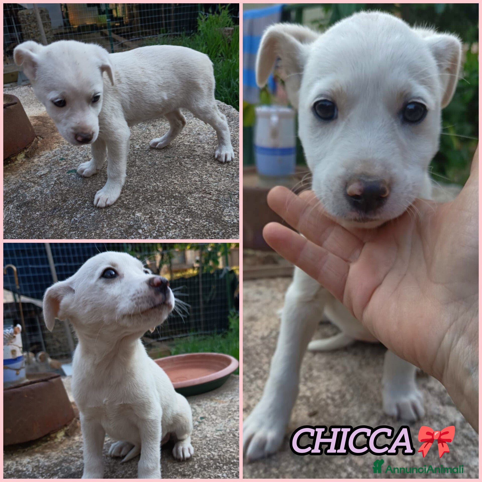 Meticcio cani in regalo: UNA MAMMA PER CHICCA - Annuncio 2