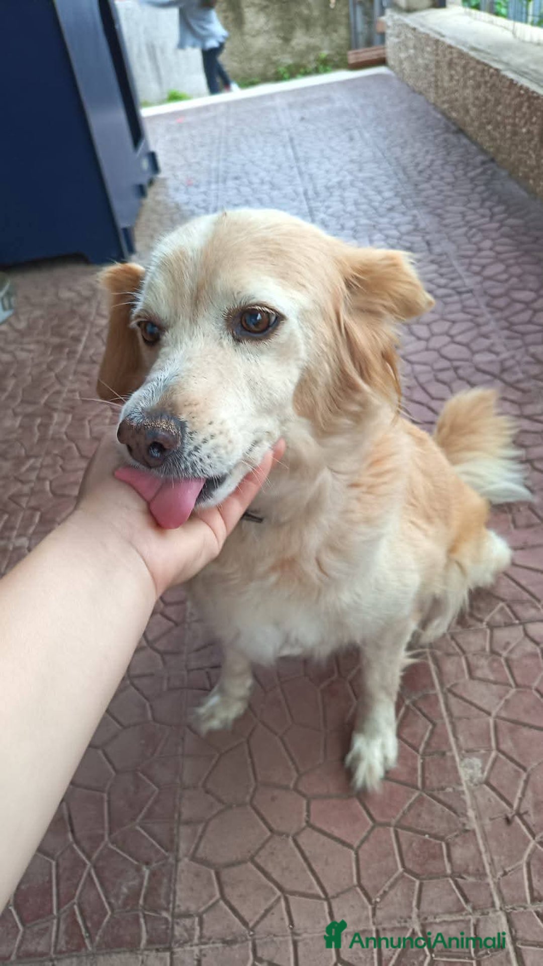 Meticcio cani in regalo: LUCE cucciolotta 5 Mesi  - Annuncio 8