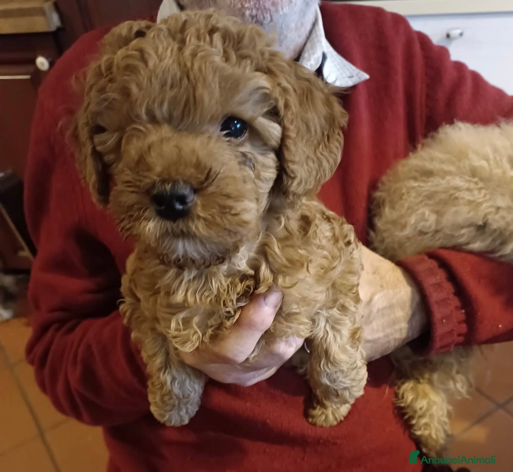 Barboncino Toy cani cucciolo di barboncino toy - Annuncio 7