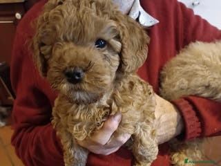 Barboncino Toy cani cucciolo di barboncino toy - Annuncio 10