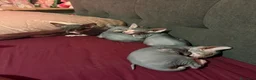Sphynx gatti in vendita: Sphynx  a Provincia di Frosinone - Annuncio 2