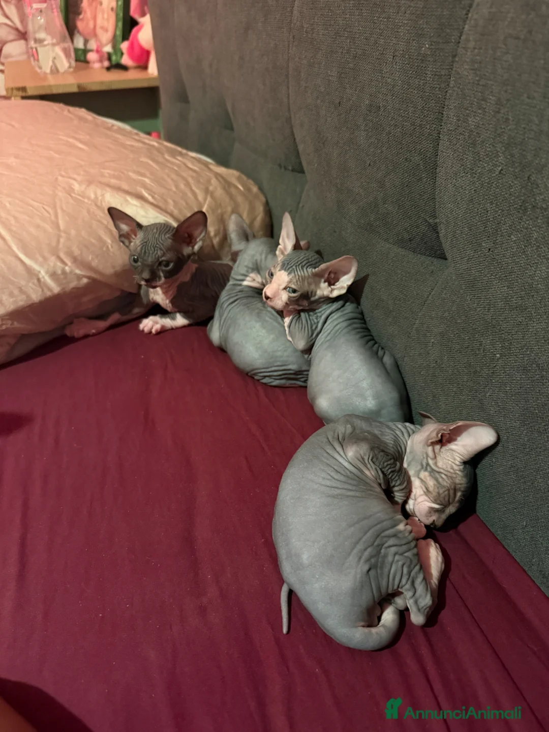 Sphynx gatti in vendita: Sphynx  a Provincia di Frosinone - Annuncio 2
