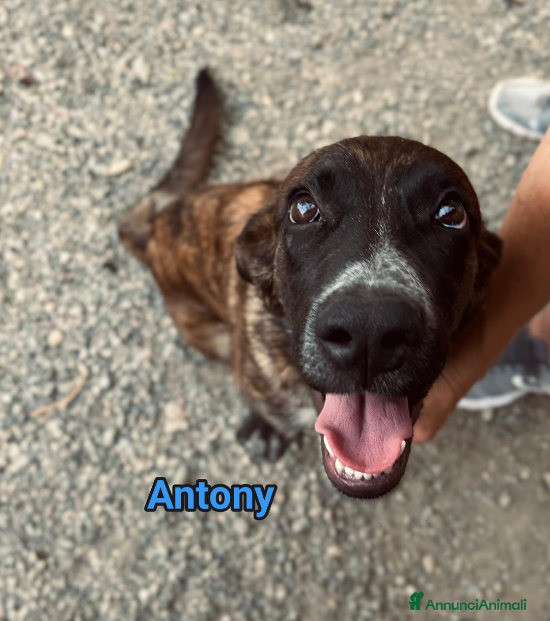 Meticcio cani in regalo: Angy Alex Arcibaldo Antony Asterix e Ambrogio - Annuncio 4