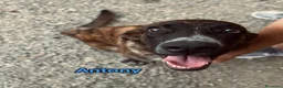 Meticcio cani in regalo: Angy Alex Arcibaldo Antony Asterix e Ambrogio - Annuncio 4