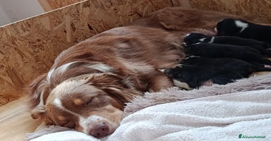 Australian Shepherd cani Vendo cuccioli black tricolor - Annuncio 7