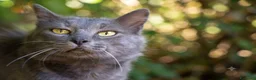 Certosino gatti in regalo: Certosino maschio di un anno - Annuncio 2