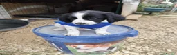 Meticcio cani in regalo: CUCCIOLI 2 mesi taglia media - Annuncio 13