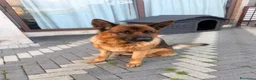Pastore Tedesco cani per accoppiamento: Accoppiamento Pastore Tedesco - Annuncio 1