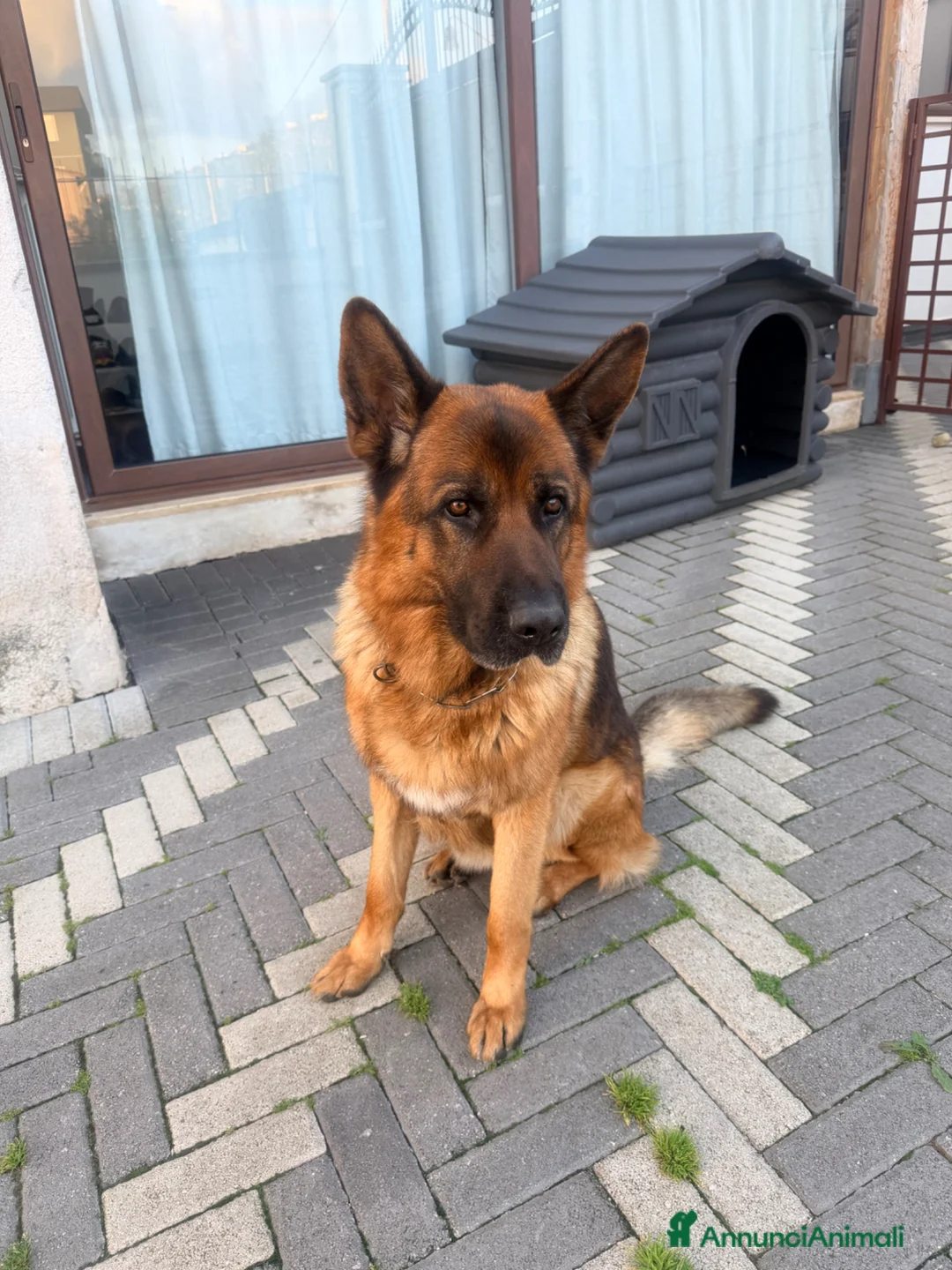 Pastore Tedesco cani per accoppiamento: Accoppiamento Pastore Tedesco - Annuncio 1
