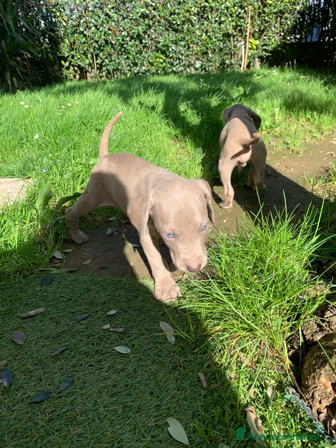 Weimaraner cani in vendita: Ultimi tre Maschietti di Weimaraner - Annuncio 2