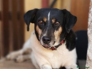 Meticcio cani MOLLY una timidina piena d'amore a Pomezia - Annuncio 37