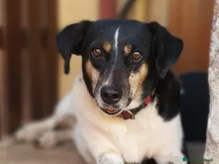 Meticcio cani MOLLY una timidina piena d'amore a Pomezia - Annuncio 10