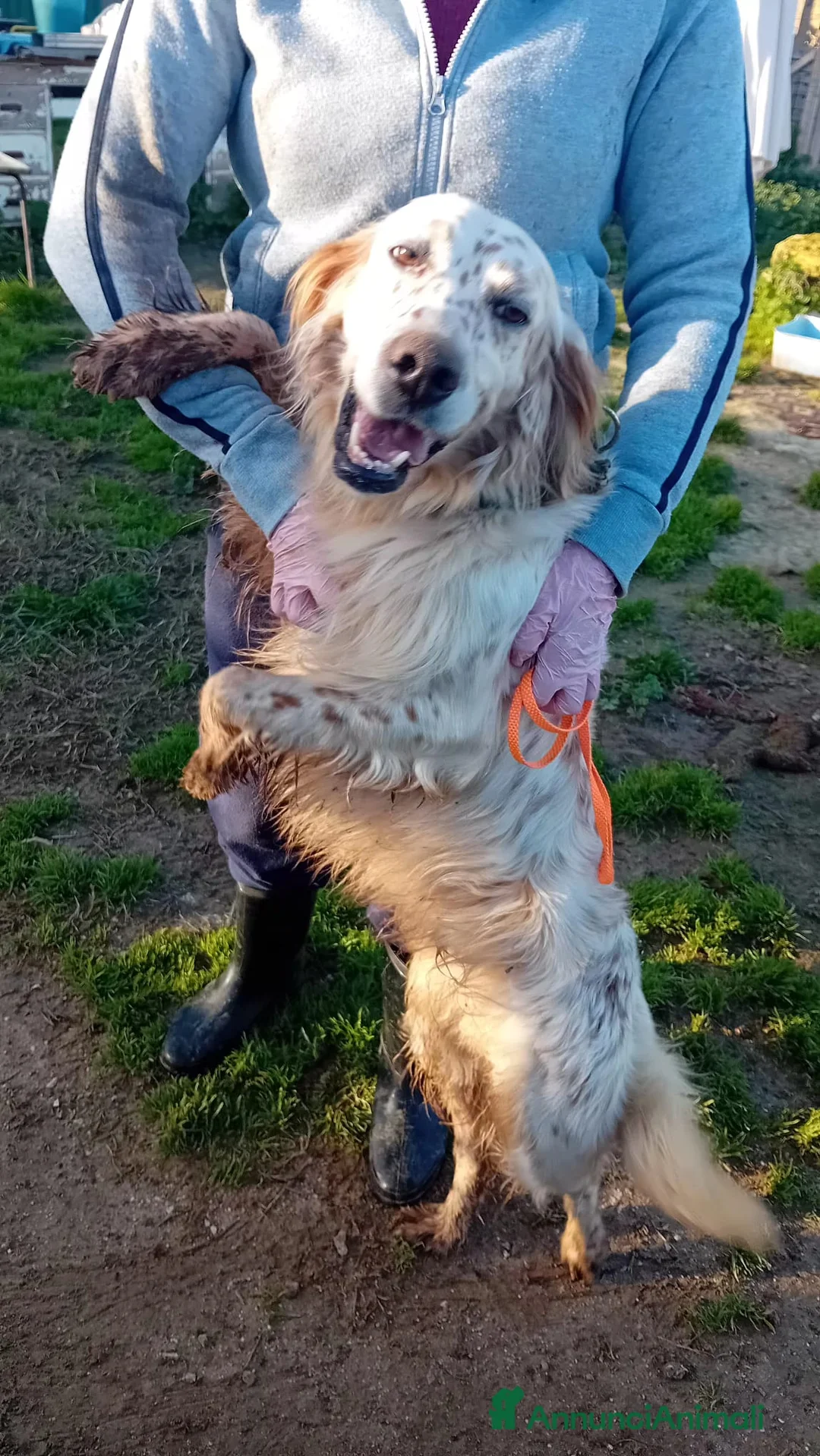 Meticcio cani in regalo: marley - Annuncio 2