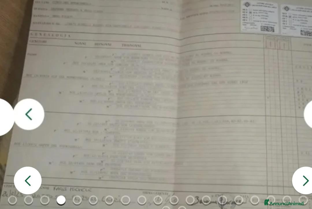 Pastore Tedesco cani in vendita: splendidi cuccioli  - Annuncio 4