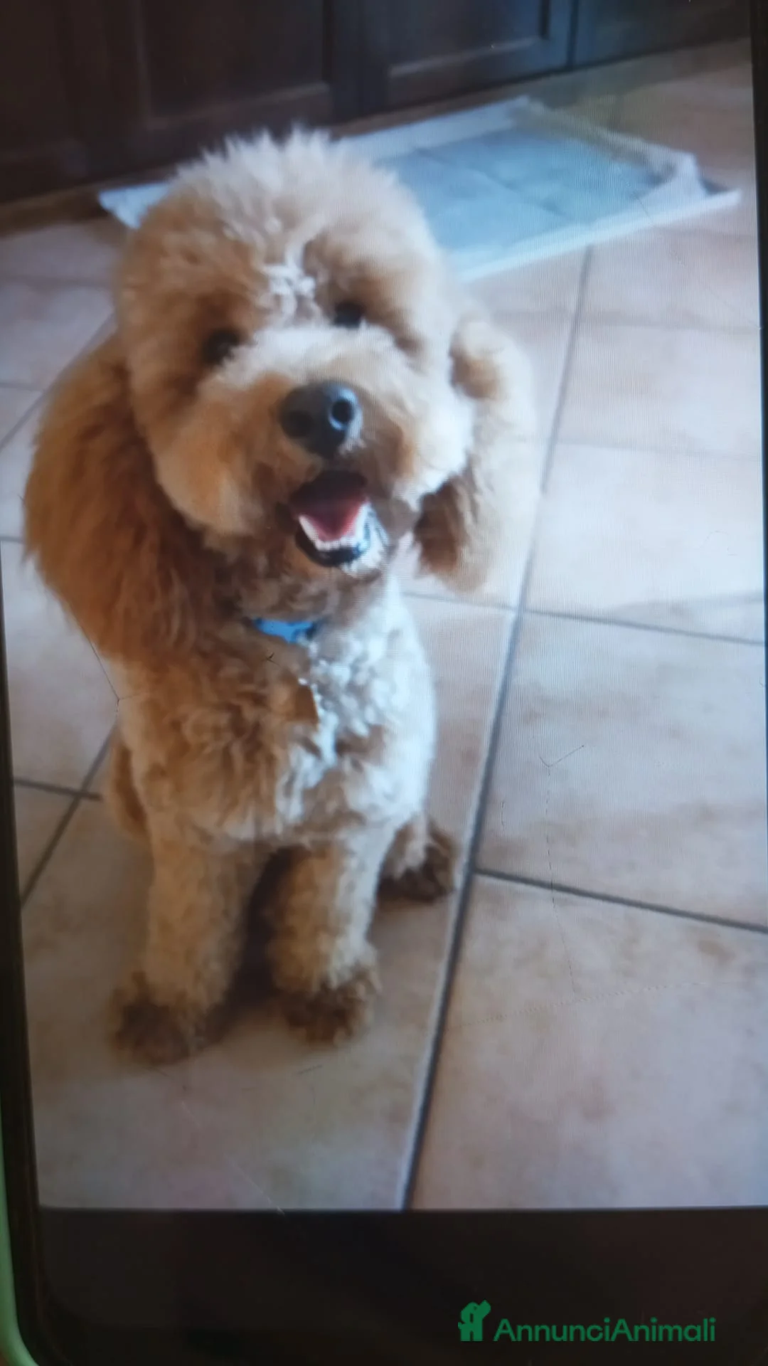 Barboncino Toy cani in vendita: Barboncino toy - Annuncio 4