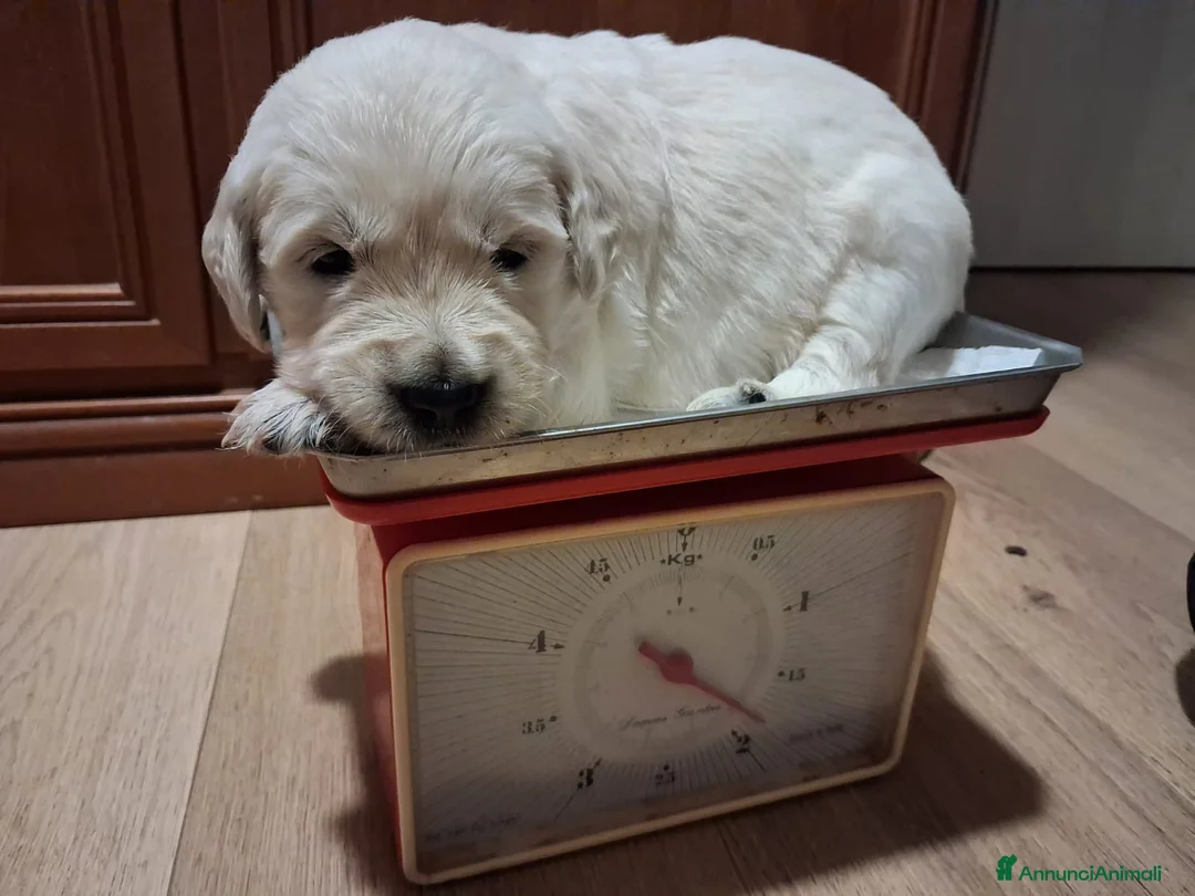 Golden Retriever cani in vendita: Vendesi cuccioli Golden Retriever - Annuncio 2