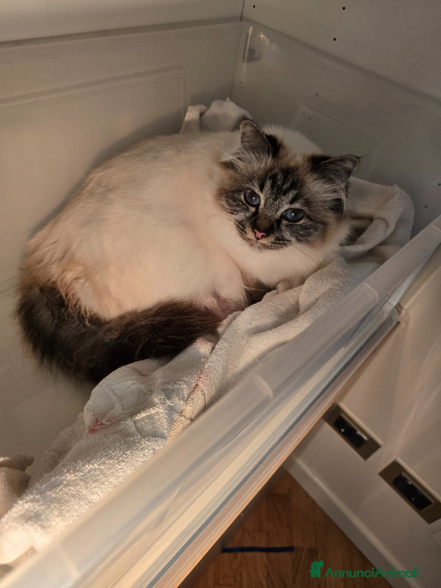 Sacro di Birmania gatti Cuccioli Sacri di Birmania - Annuncio 12
