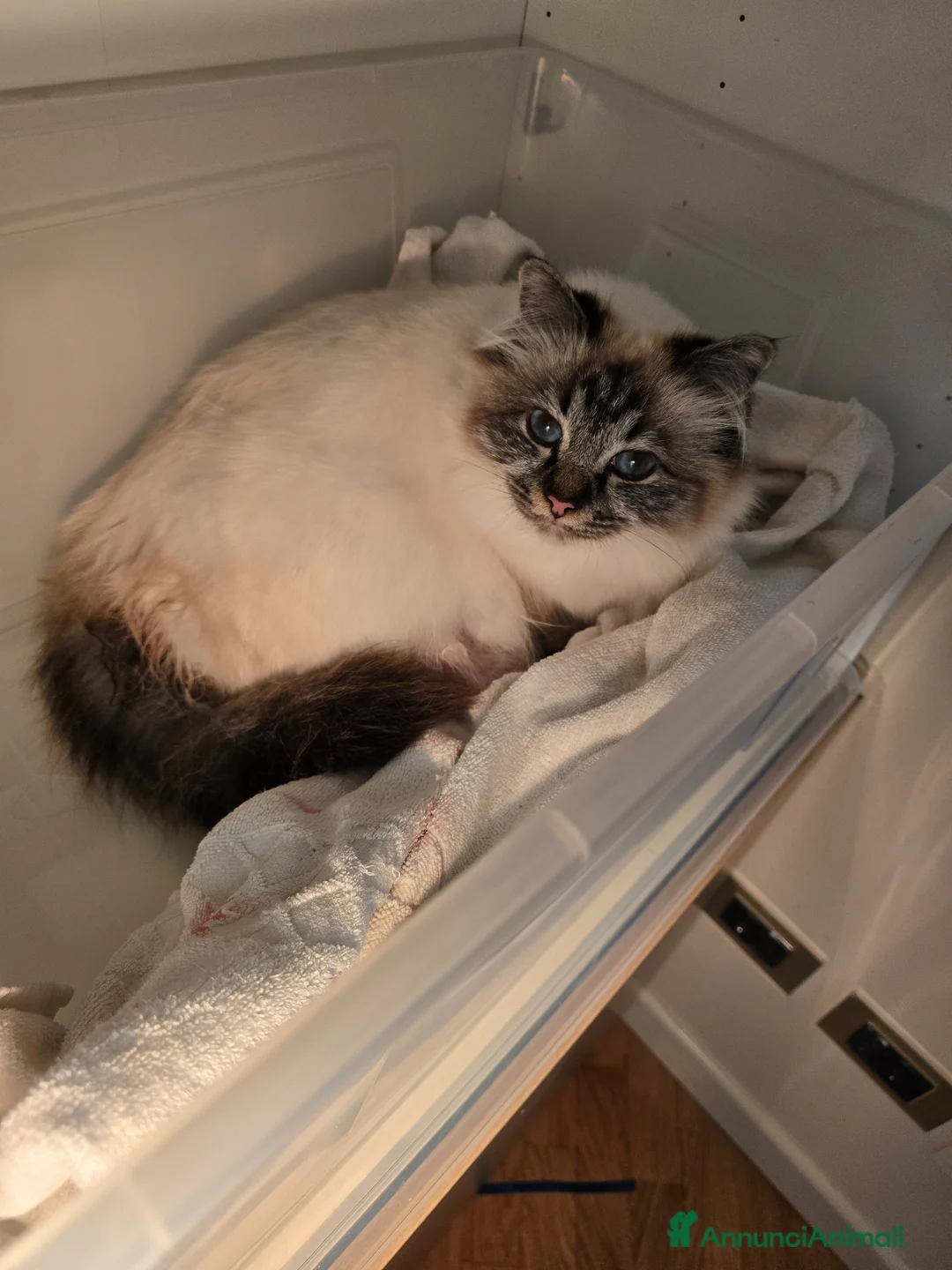 Sacro di Birmania gatti in vendita: Cuccioli Sacri di Birmania - Annuncio 1