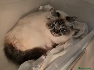 Sacro di Birmania gatti Cuccioli Sacri di Birmania - Annuncio 12