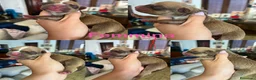 Pitbull cani in vendita: Cuccioli di pitbull con pedigree  - Annuncio 3