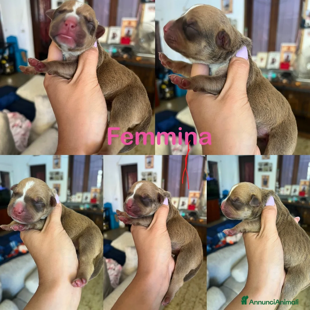 Pitbull cani in vendita: Cuccioli di pitbull con pedigree  - Annuncio 3