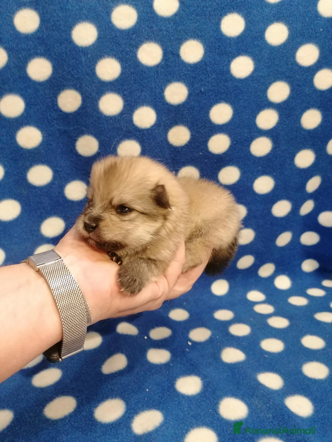 Volpino Pomerania cani in vendita: Volpino nano cuccioli - Annuncio 1