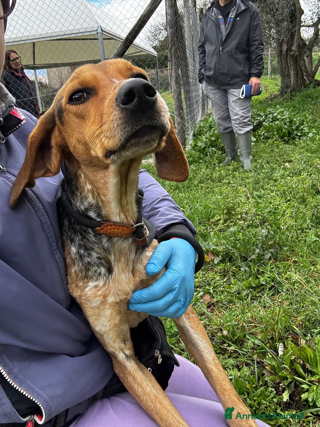 Segugio cani in regalo: Nocella cucciolona mix segugio 15kg - Annuncio 4