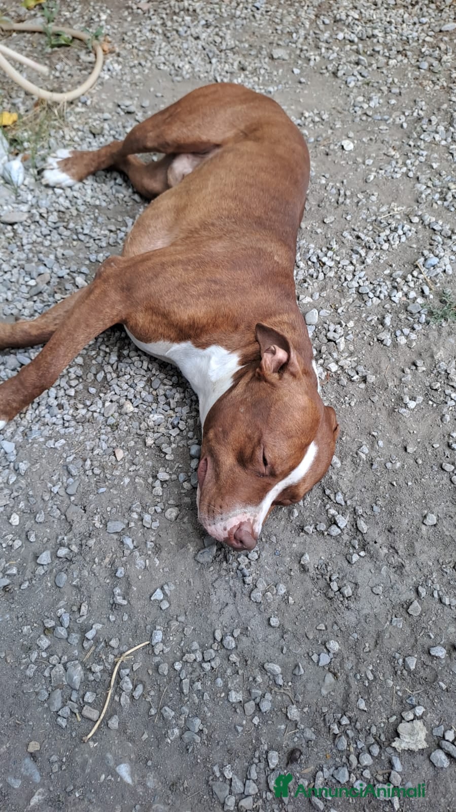 Pitbull cani Pitbull 13/14mesi bello e buono SOS CASA COSENZA - Annuncio 2