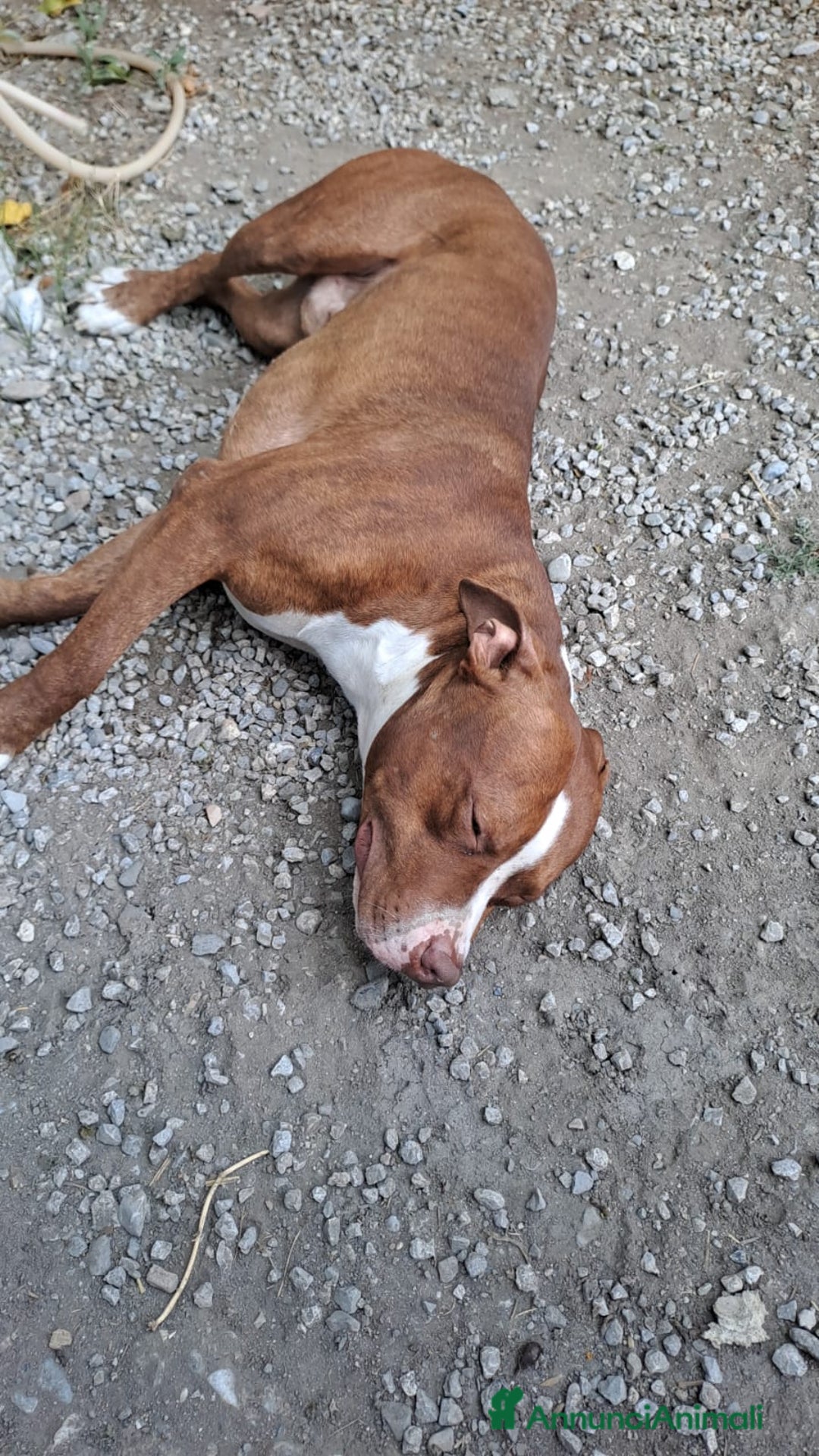 Pitbull cani in regalo: Pitbull 13/14mesi bello e buono SOS CASA COSENZA - Annuncio 2