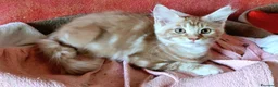 Maine Coon gatti in vendita: Maine Coon cucciola Red - Annuncio 3
