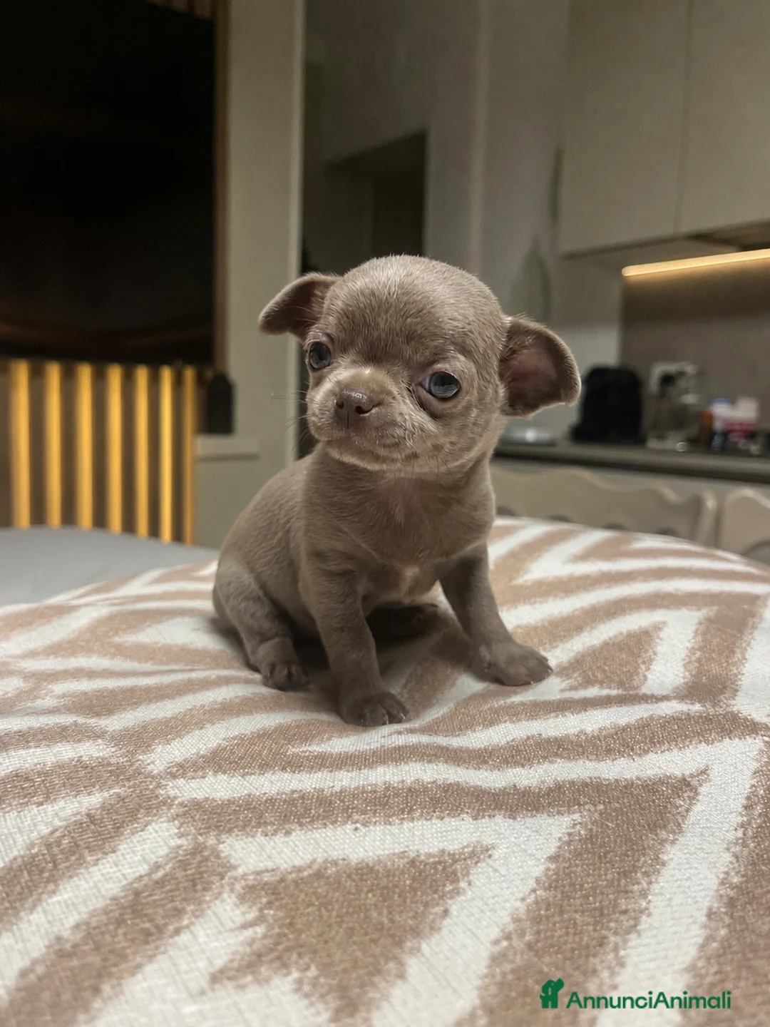 Chihuahua cani in vendita: Cuccioli Maschi Chihuahua - Annuncio 2