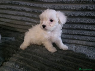 Maltese cani Cucciolo maltese - Annuncio 5