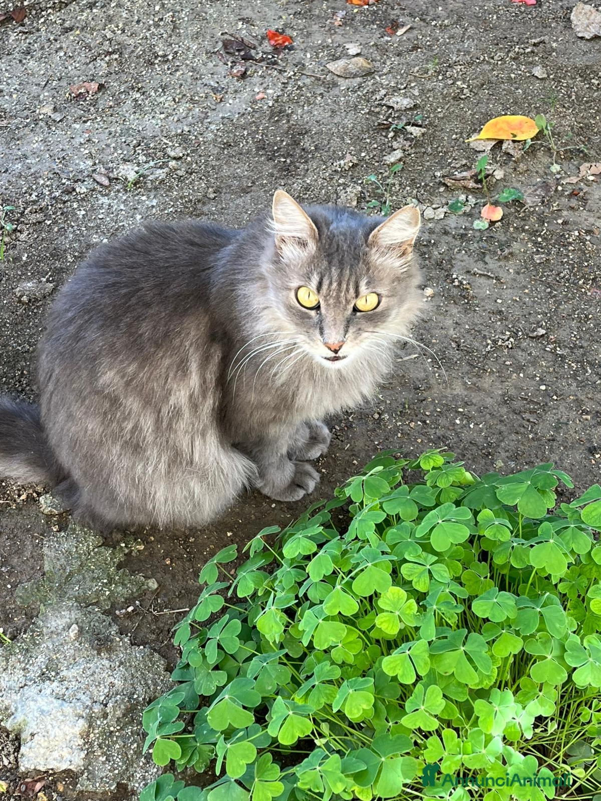 Norvegese gatti Norvegesi delle Foreste in adozione - Annuncio 2