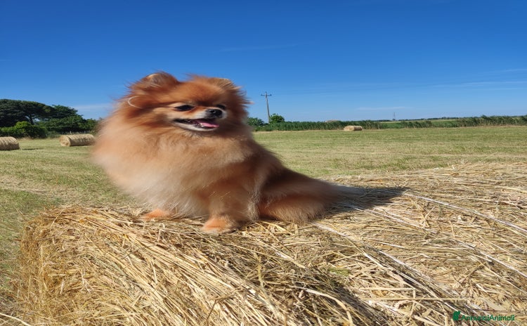 Spitz cani - Annuncio 1