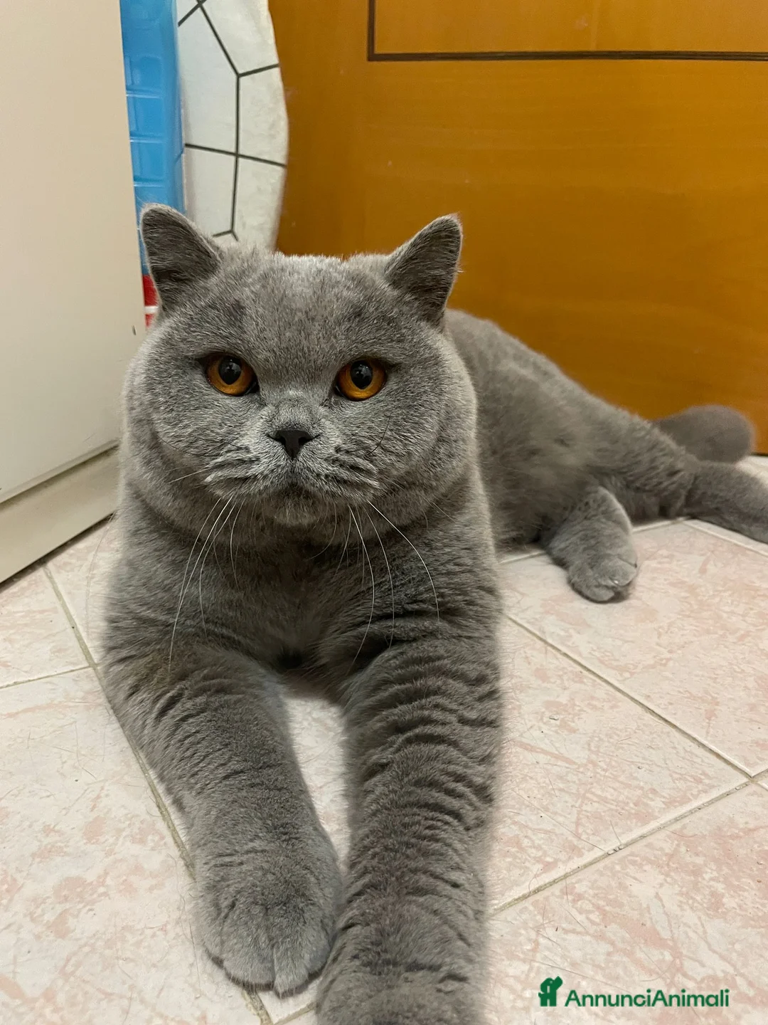 British gatti in vendita: MAGNIFICI CUCCIOLONI BRITISH SHORTHAIR - Annuncio 5