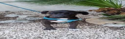 Meticcio cani in regalo: gigio e maya - Annuncio 2
