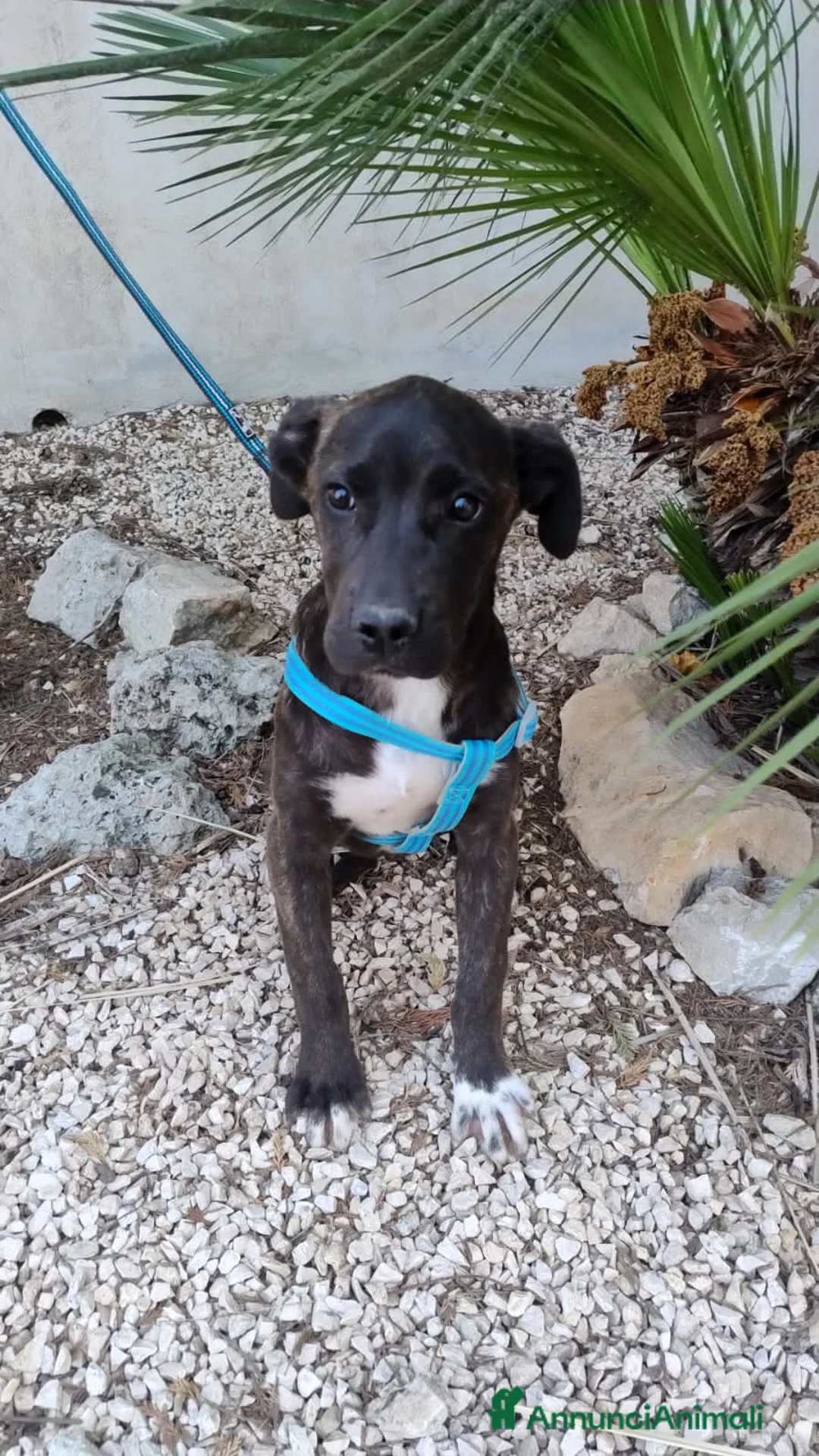 Meticcio cani in regalo: gigio e maya - Annuncio 2