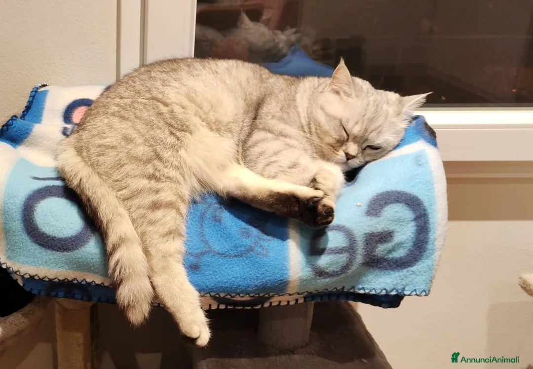 Immagine della galleria {{count}}