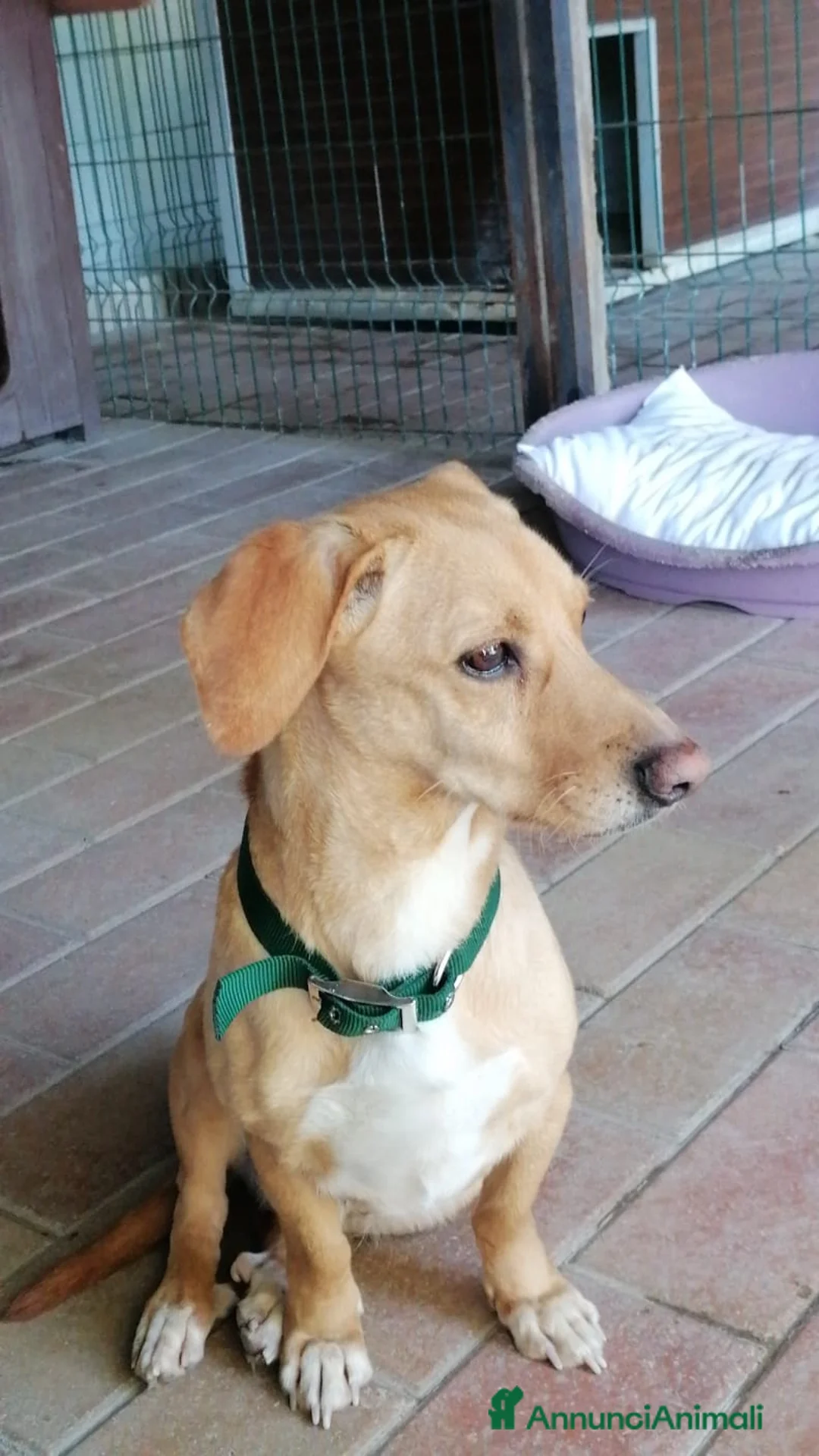 Altre razze cani in regalo: Mignolo, piccolo cagnolino cerca famiglia  a Città metropolitana di Roma Capitale - Annuncio 6