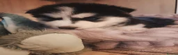 Husky cani in vendita: Cuccioli di siberian husky - Annuncio 1