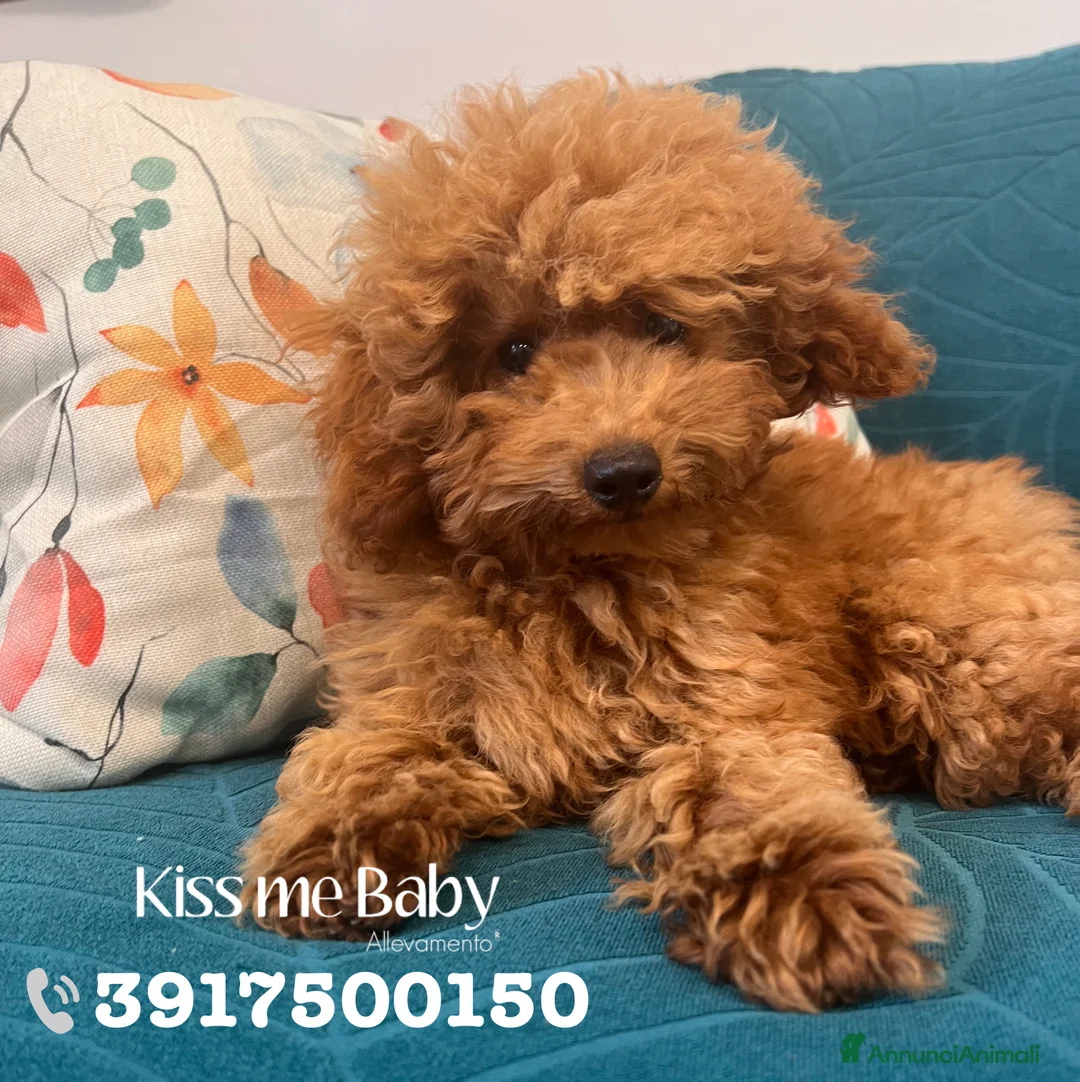 Immagine della galleria {{count}}