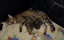 Bengala gatti in vendita: Cucciolo brown bengal a Città metropolitana di Roma Capitale - Immagine 2