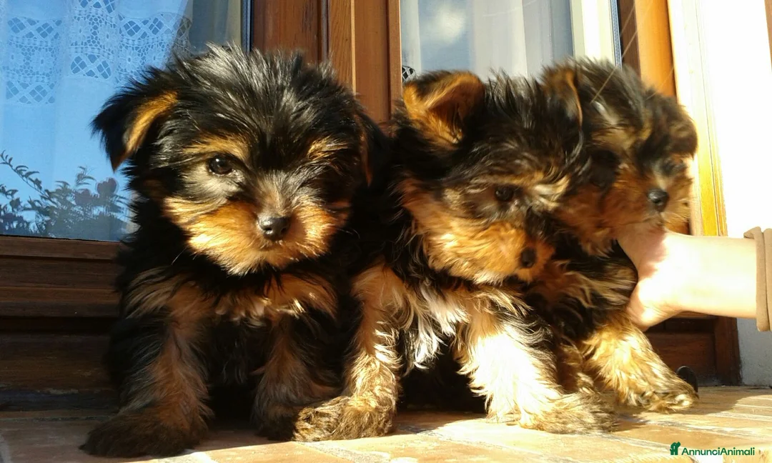 Yorkshire cani in vendita: YORKSHIRE TERRIER  - Annuncio 2